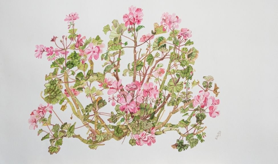 Compra obra botánica Geranium