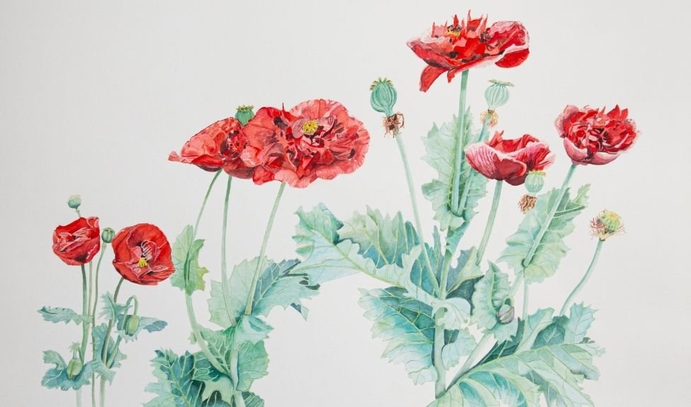 Papaver somniferum