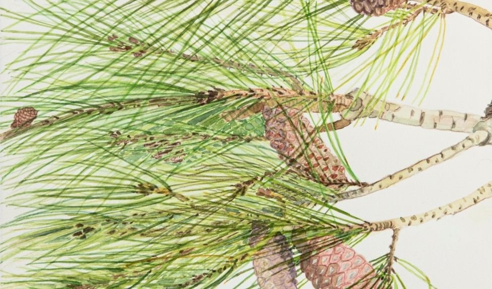 Compra obra botánica Pinus halopensis