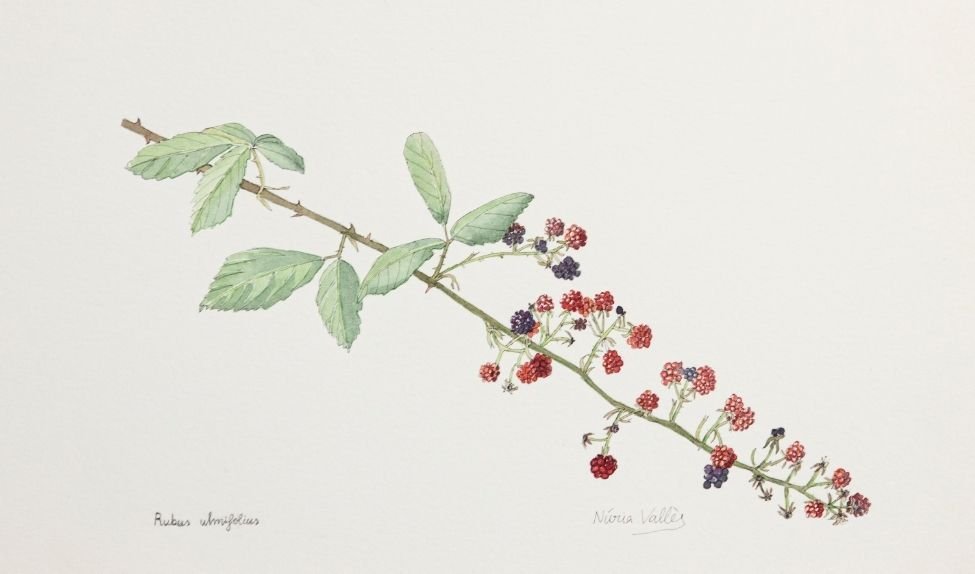 Rubus ulmifolius