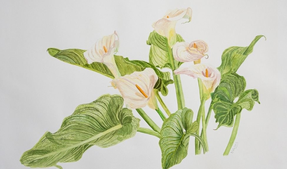 Compra obra botánica Zantedeschia aethiopica